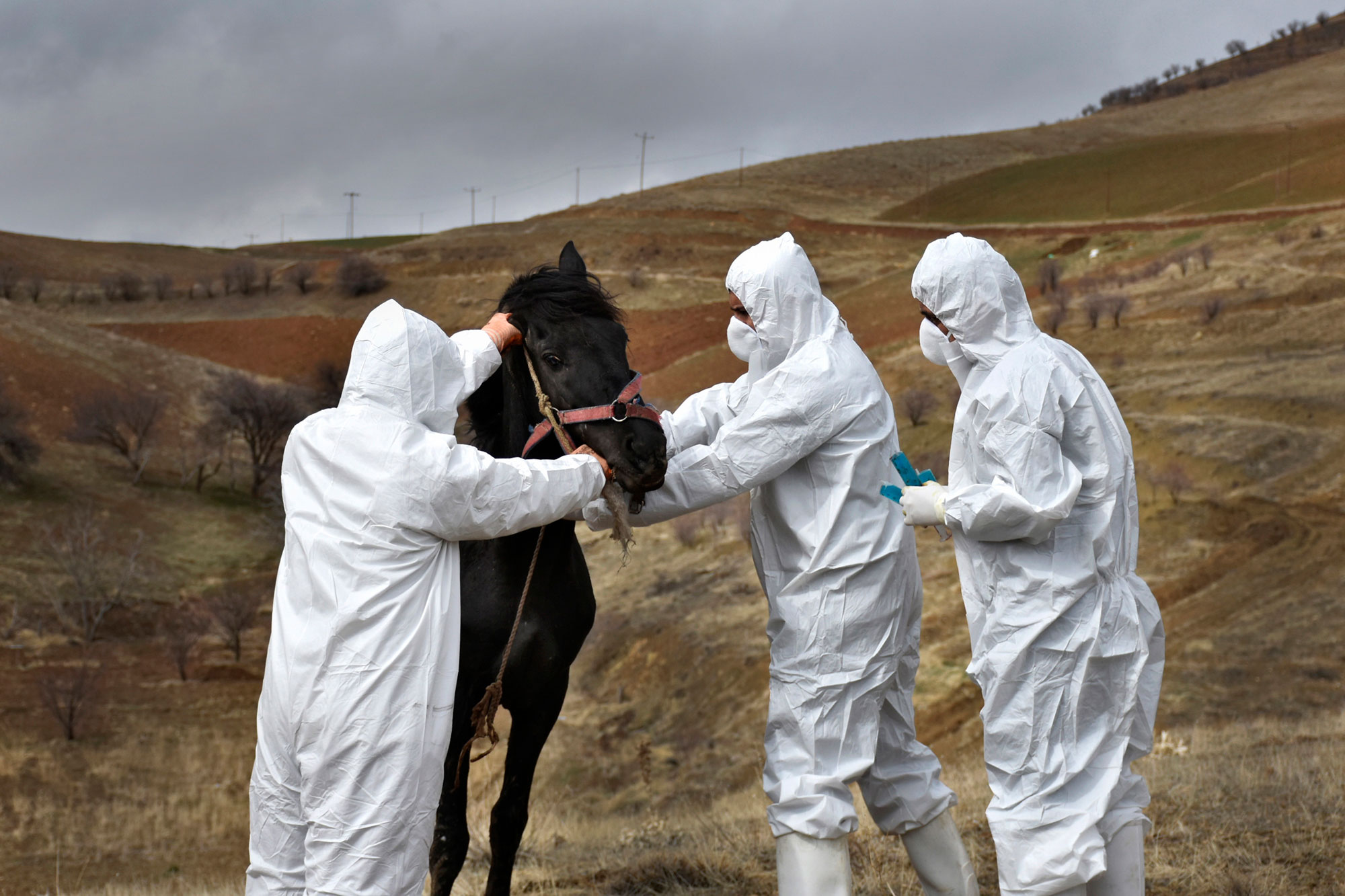 Organisation mondiale de la santé animale OIE Prévenir les menaces biologiques